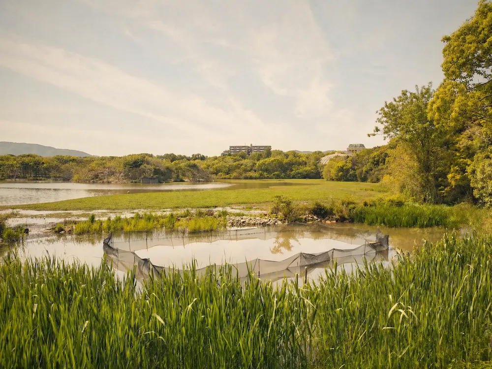 昆陽池公園の水辺