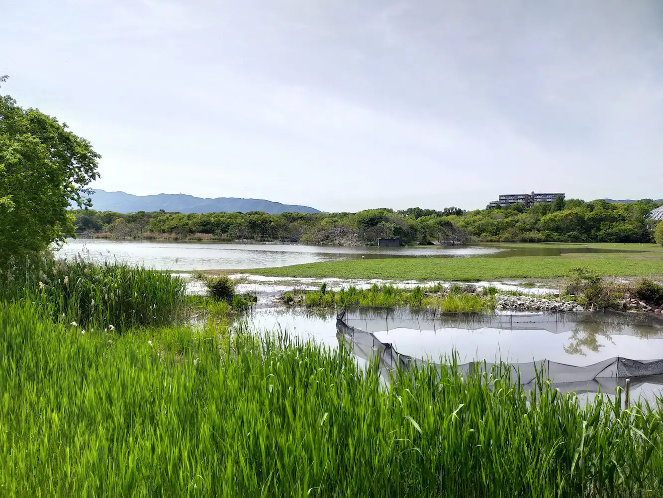 昆陽池公園