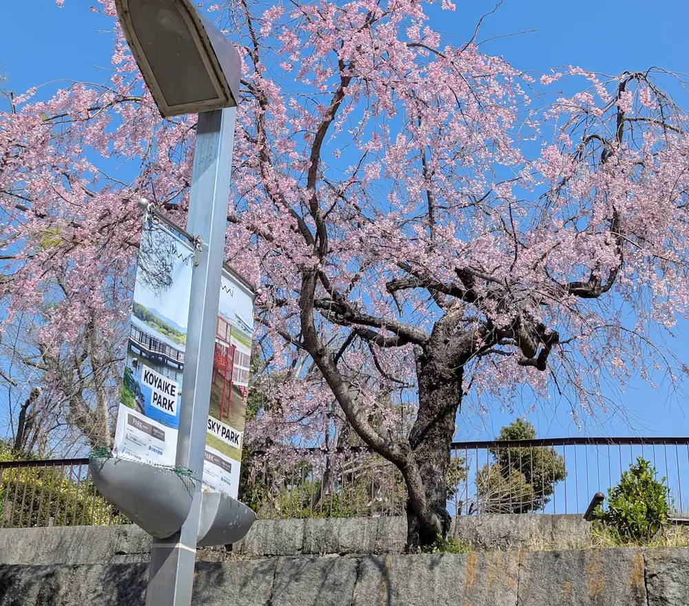 来年もまた会いに行きたい、伊丹の桜。お花見スポット2026の記録