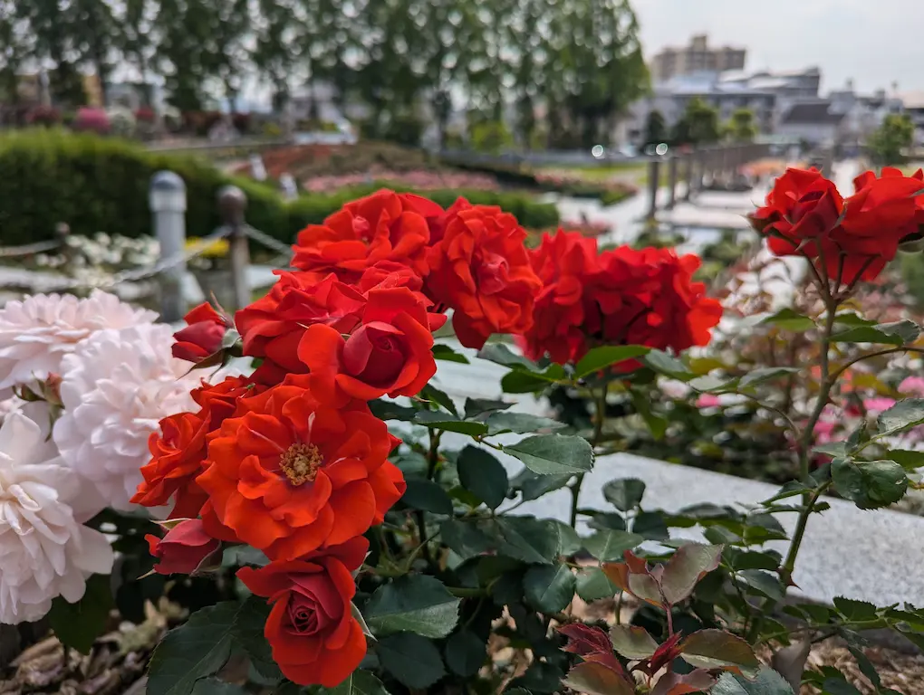 荒牧バラ公園 — 1万本のバラと、伊丹生まれの花たちに会える場所