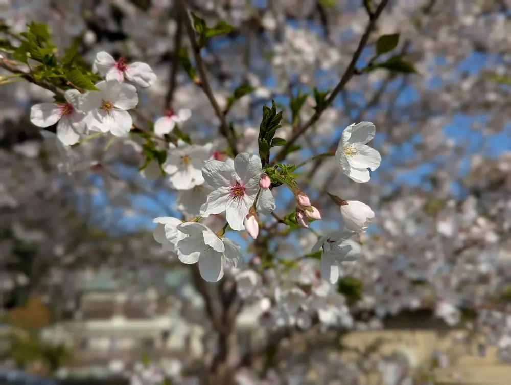伊丹坂 桜のアップ