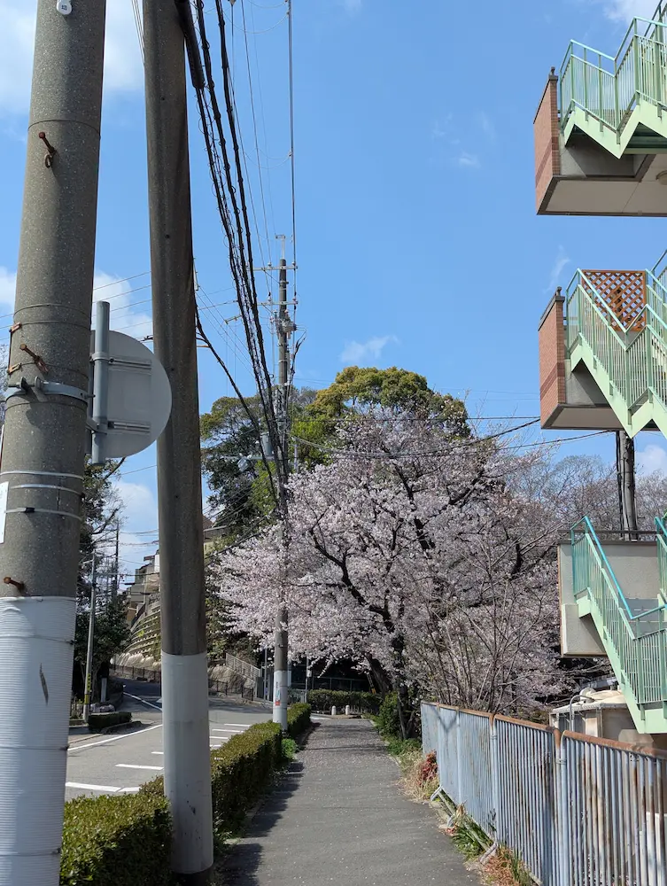 伊丹坂を見上げる桜