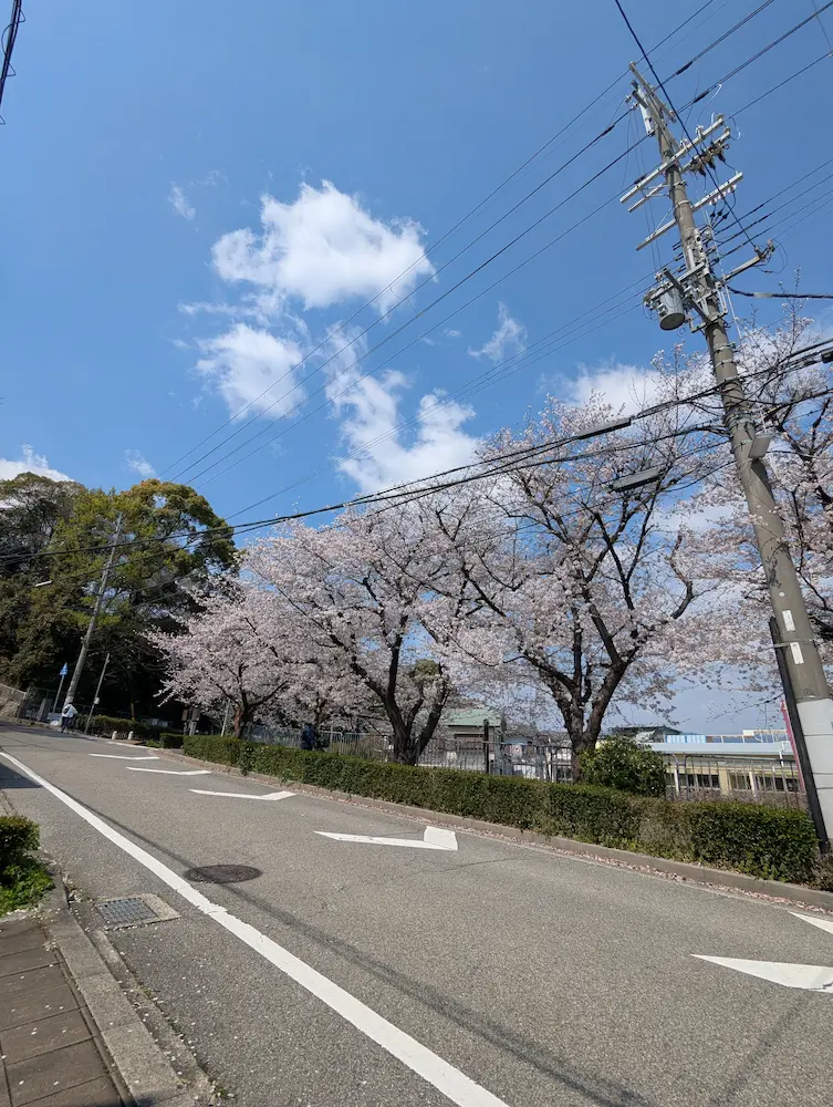 伊丹坂を見上げる桜