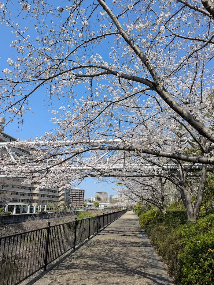 駄六川沿いの桜（イオン伊丹前）