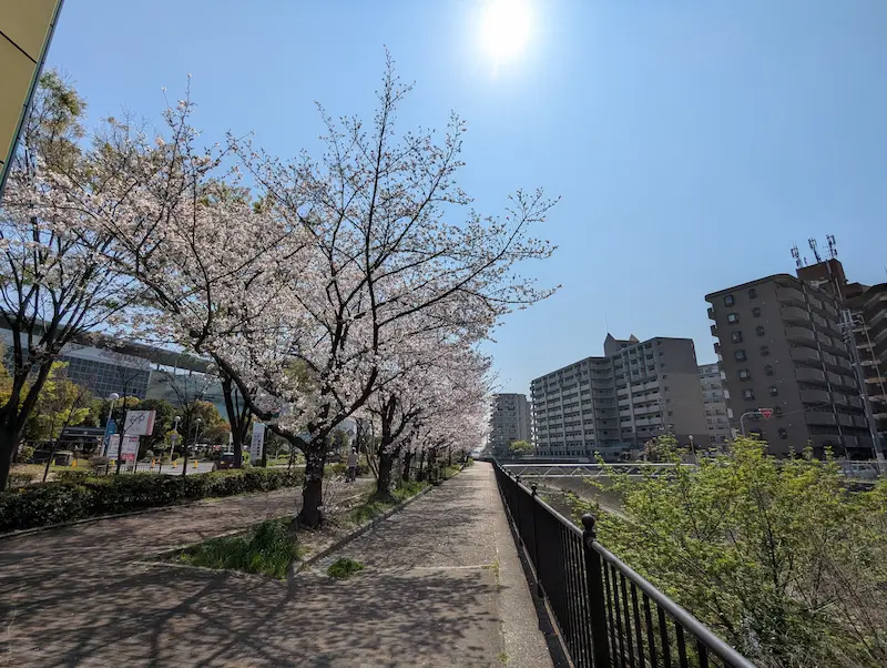 駄六川沿いの桜のアップ