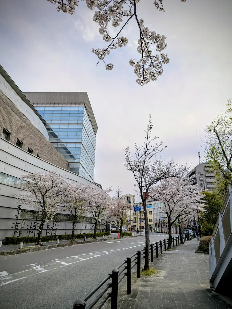 伊丹小学校前から阪急伊丹駅へ向かう道の桜