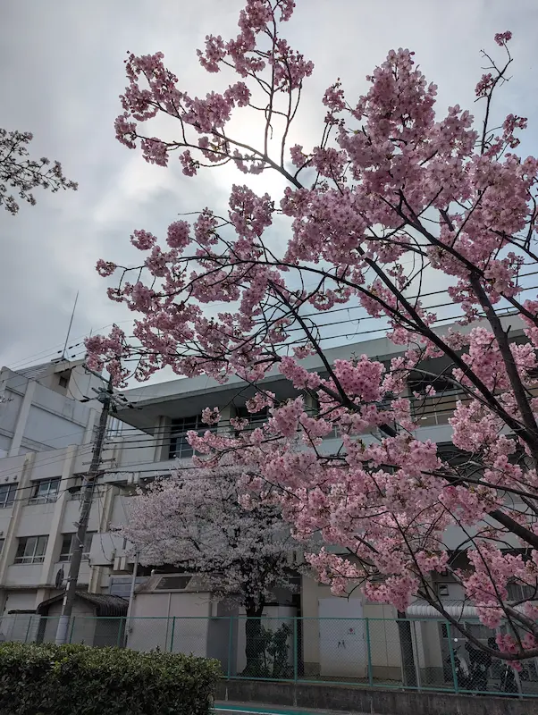 昆陽南公園 松崎中向かいに咲く桜