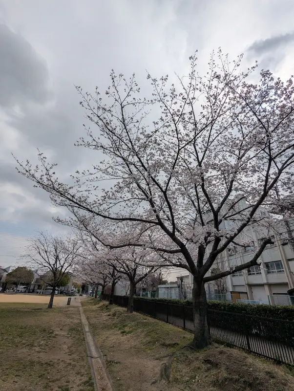 昆陽南公園 桜のアップ