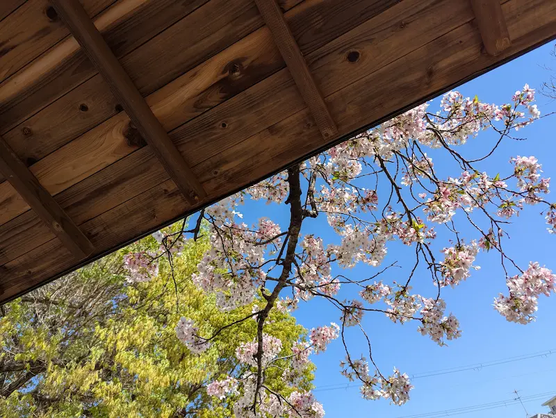 宮ノ上公園 緑道へ続く桜のトンネル