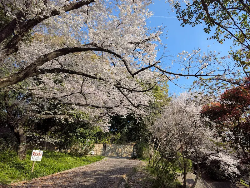宮ノ上公園の桜