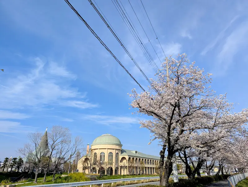 天王寺川・天神川 川沿いに連なる桜
