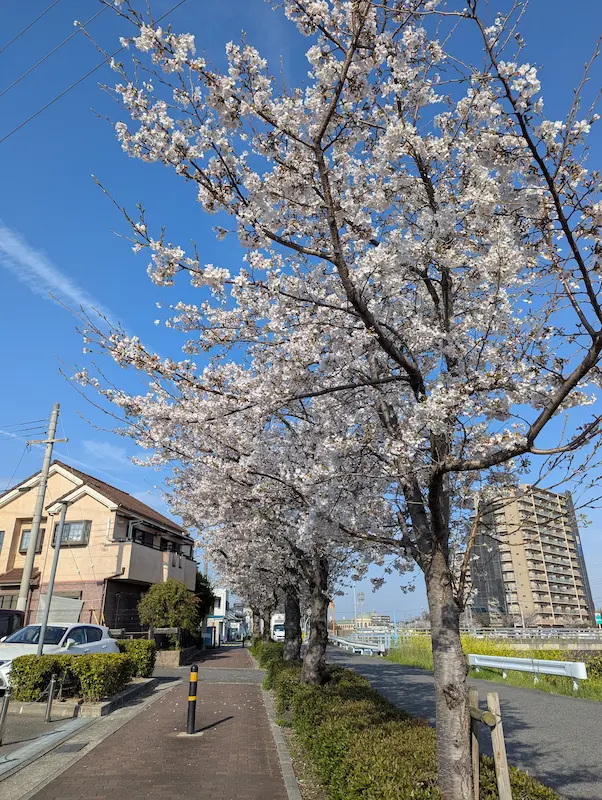 桜と菜の花のコントラスト
