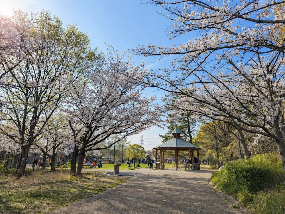 十六名公園 ベンチから眺める桜