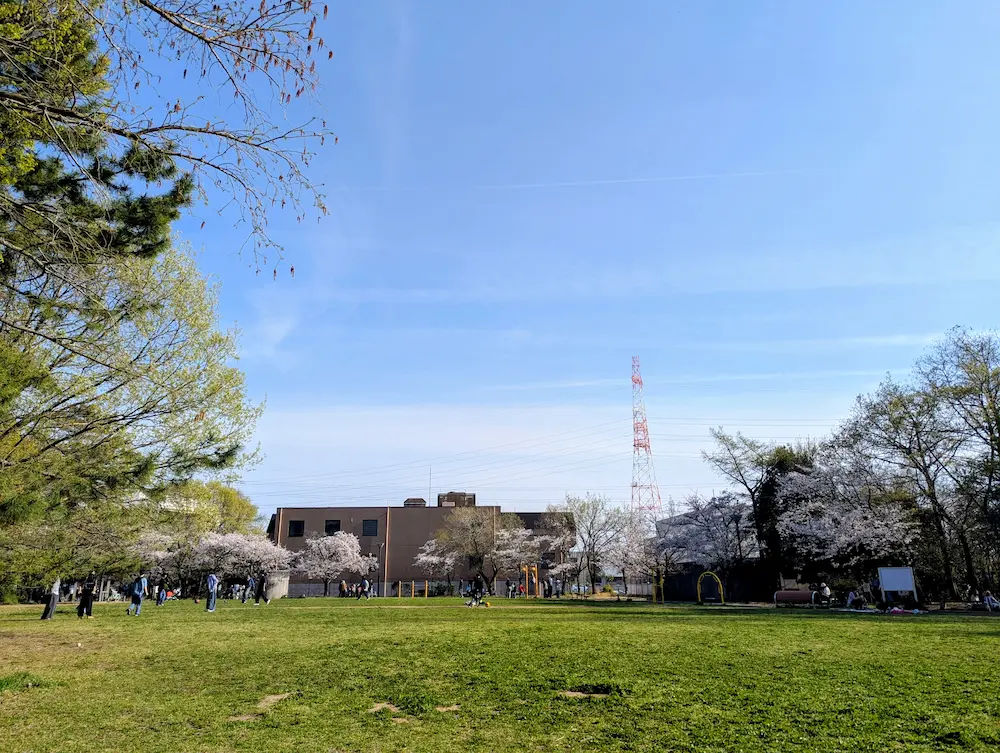 十六名公園 園内をふわっと囲む桜