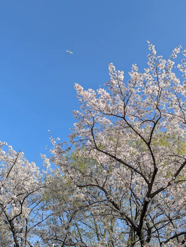 十六名公園 桜のアップ