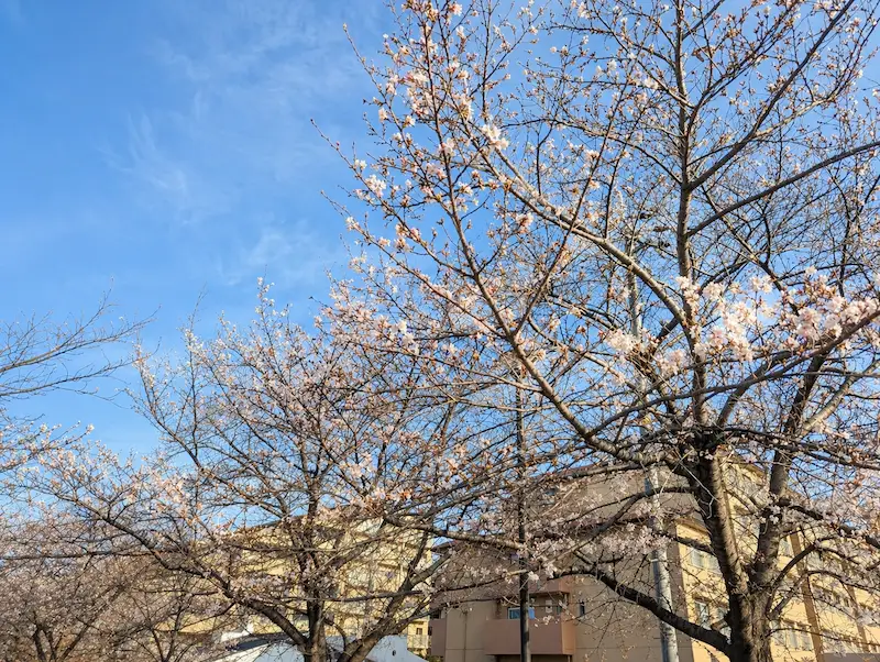 笹原公園 桜の下で過ごす人々