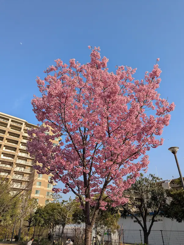 笹原公園の桜