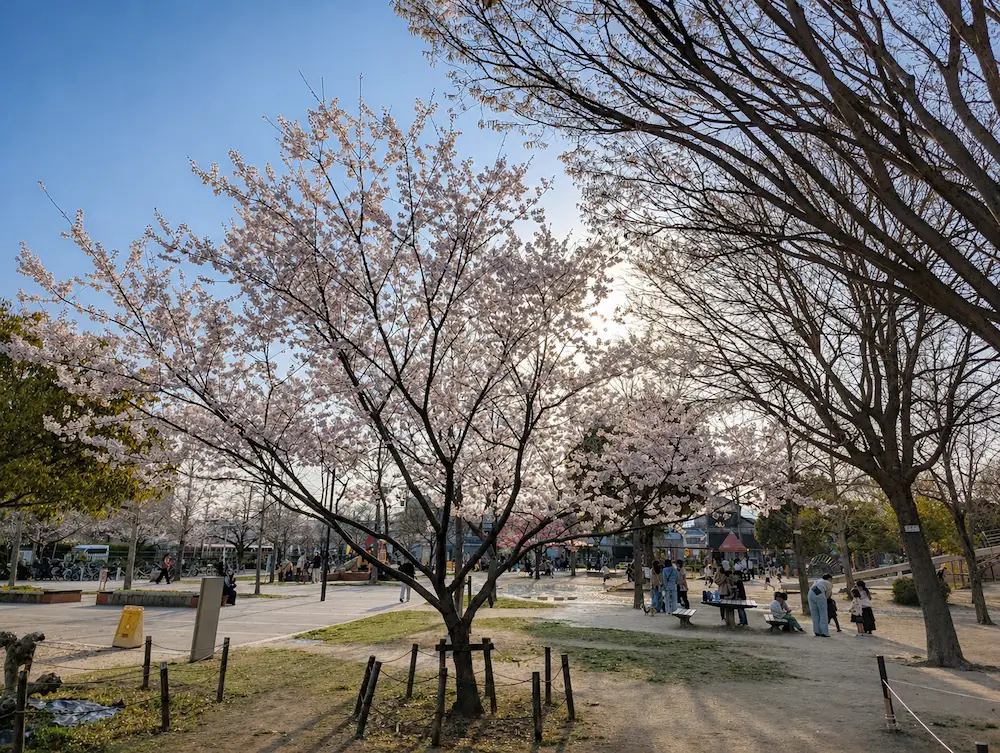 笹原公園 遊具と桜