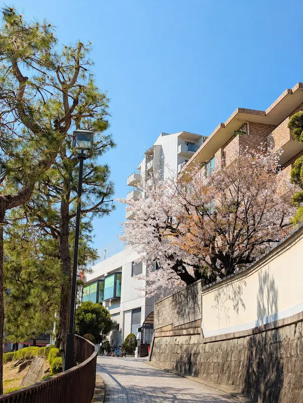 アリオへ向かう坂の桜