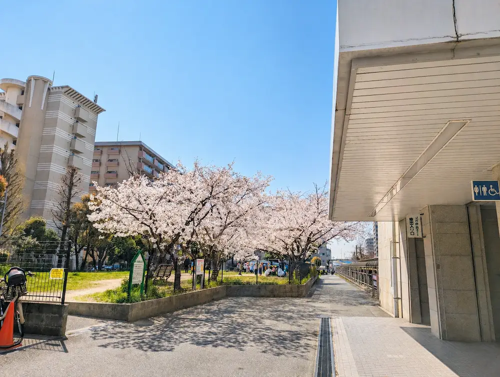 JR伊丹駅東口に咲く桜