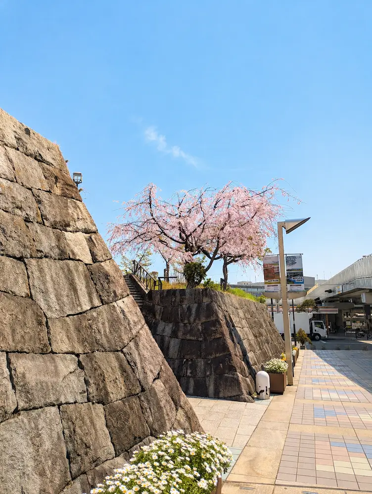 遠目から見た有岡城跡の枝垂れ桜