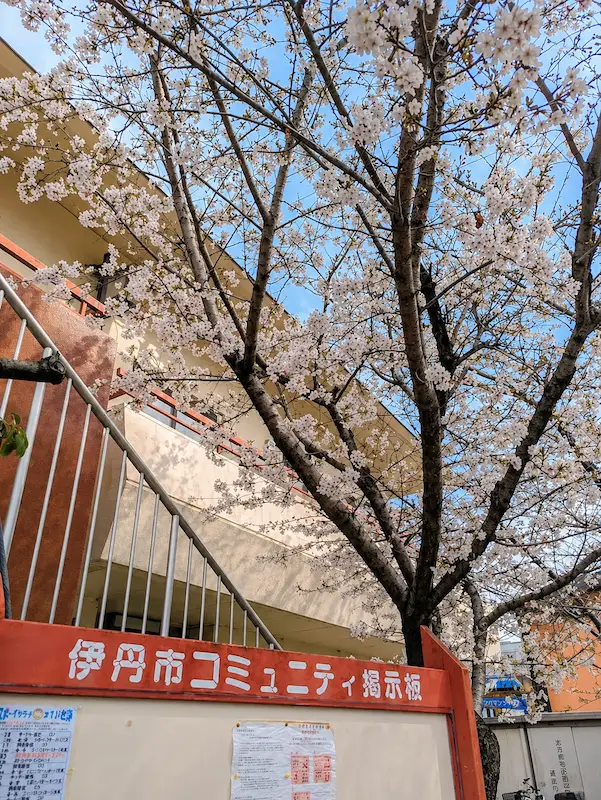 駄六川沿いに咲く桜