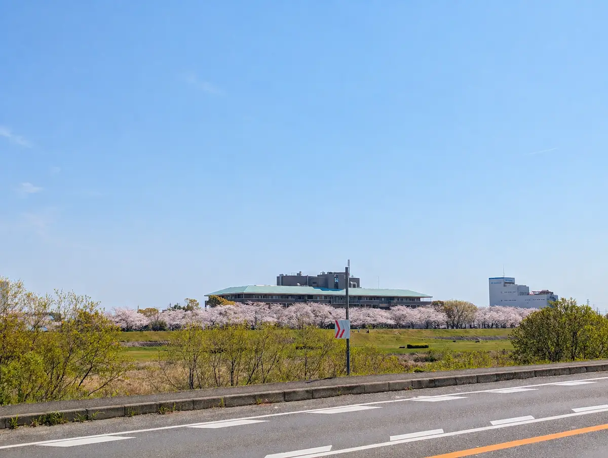 猪名川沿いの桜並木の遠景