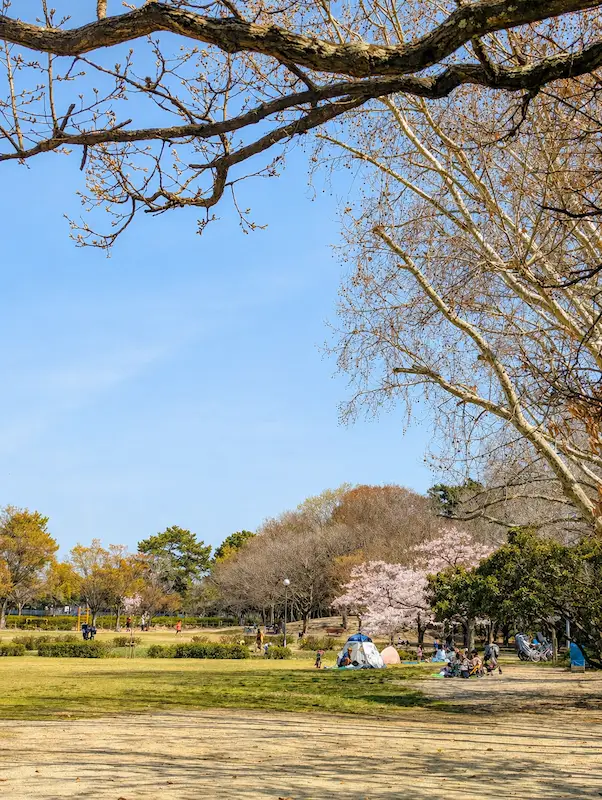 昆陽池公園の桜のアップ