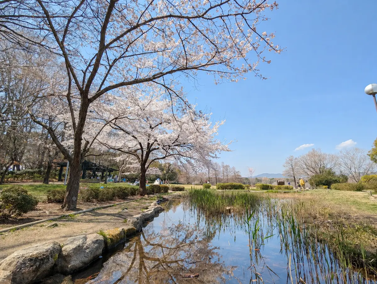 昆陽池公園 水辺のそばに咲く桜