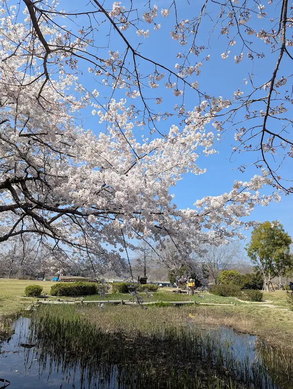 昆陽池公園の桜