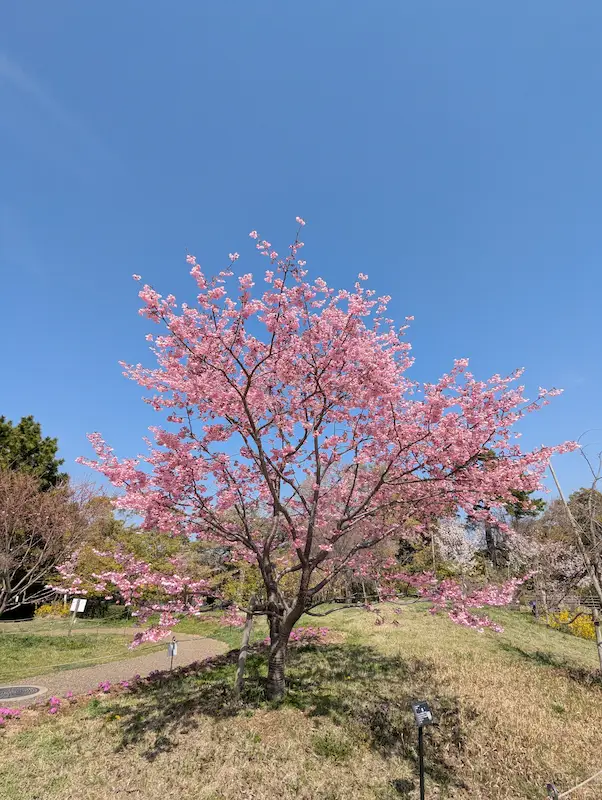 さくらの丘 桜のアップ
