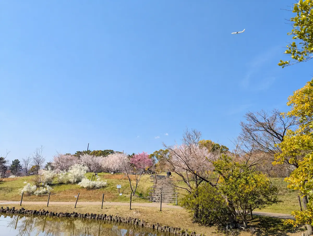 緑ヶ丘公園 さくらの丘に咲く早咲きの桜