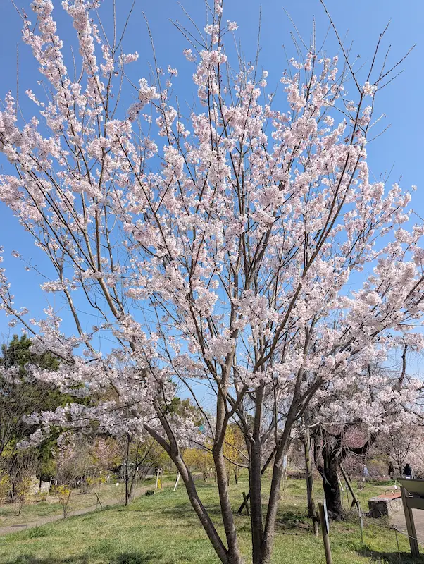 さくらの丘 異なる品種の桜が並ぶ景色