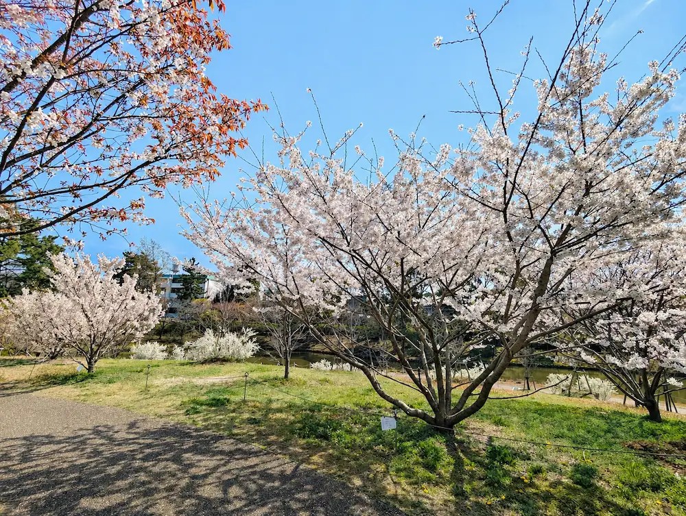 緑ヶ丘公園 さくらの丘の桜