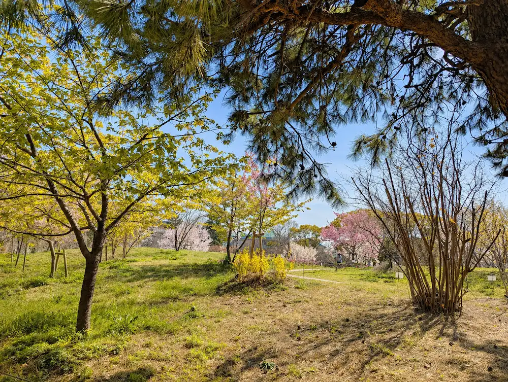 緑ヶ丘公園 桜のアップ