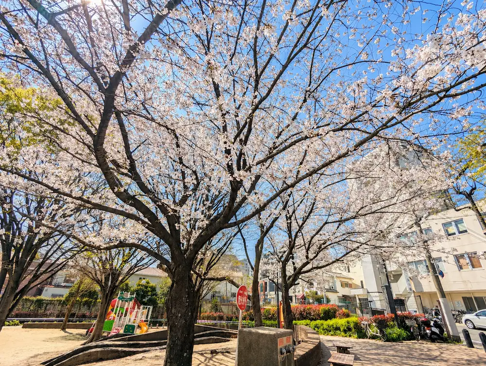 北本町公園の桜