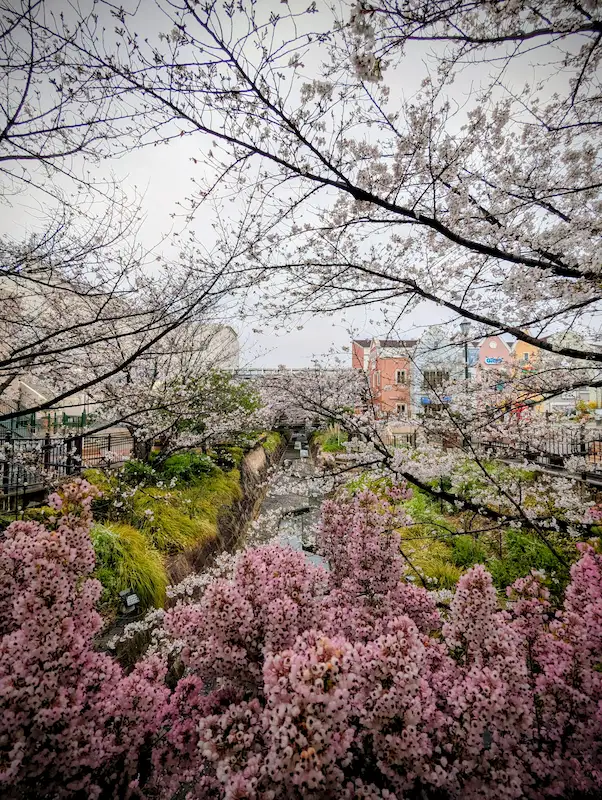 つかしんの桜並木