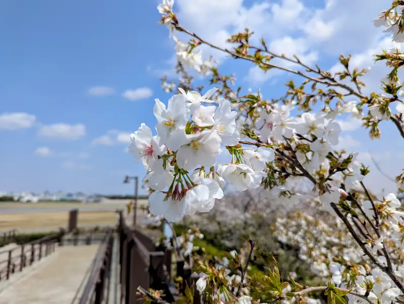 伊丹スカイパークの桜