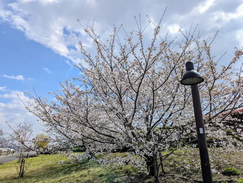 飛行機と桜