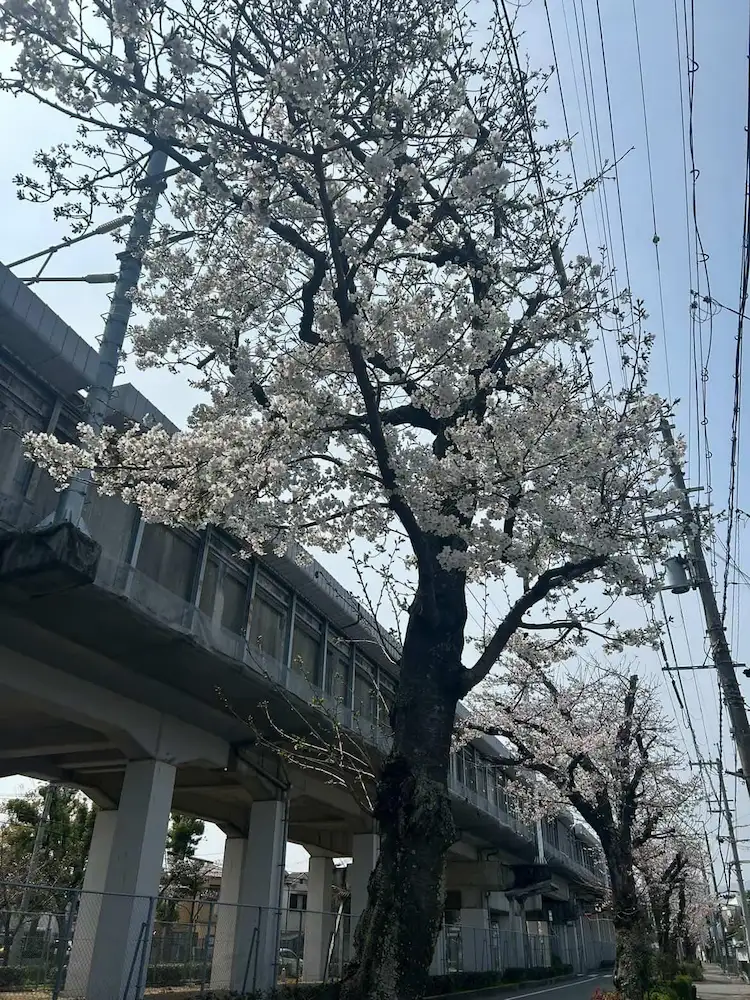 新幹線高架下に咲く桜