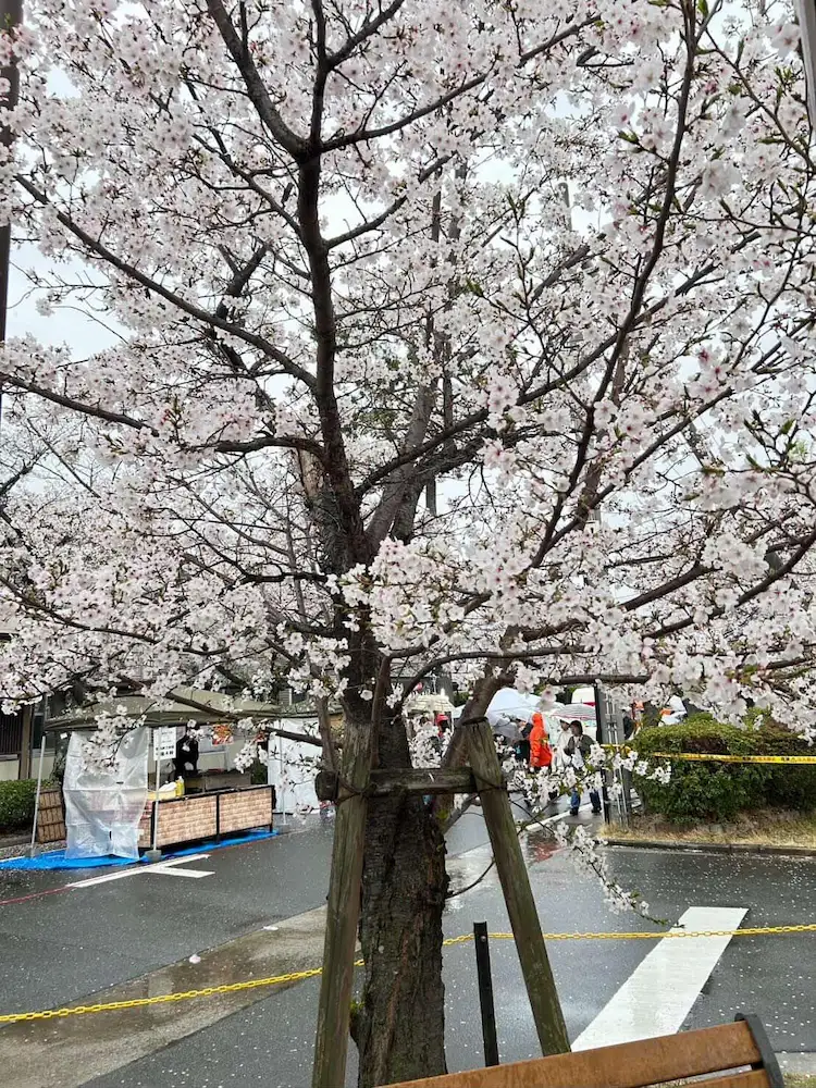 自衛隊基地のお祭りで開放された桜