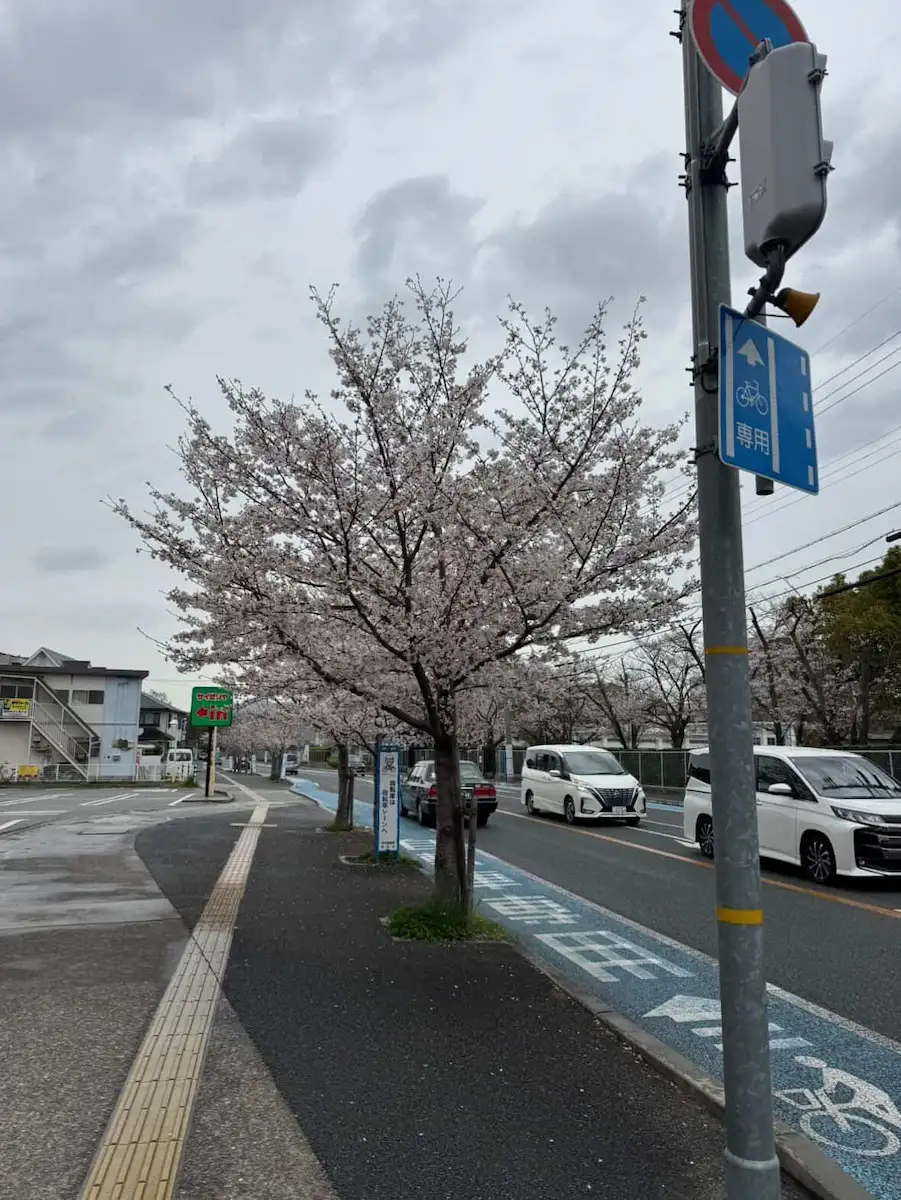 サイゼリヤ前(市役所近く)の桜