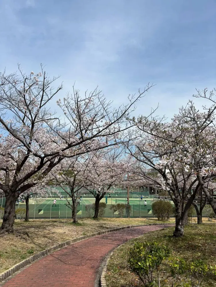 西猪名公園の桜
