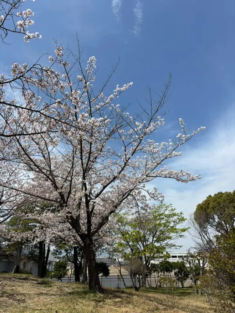 西猪名公園 広い敷地に咲く桜