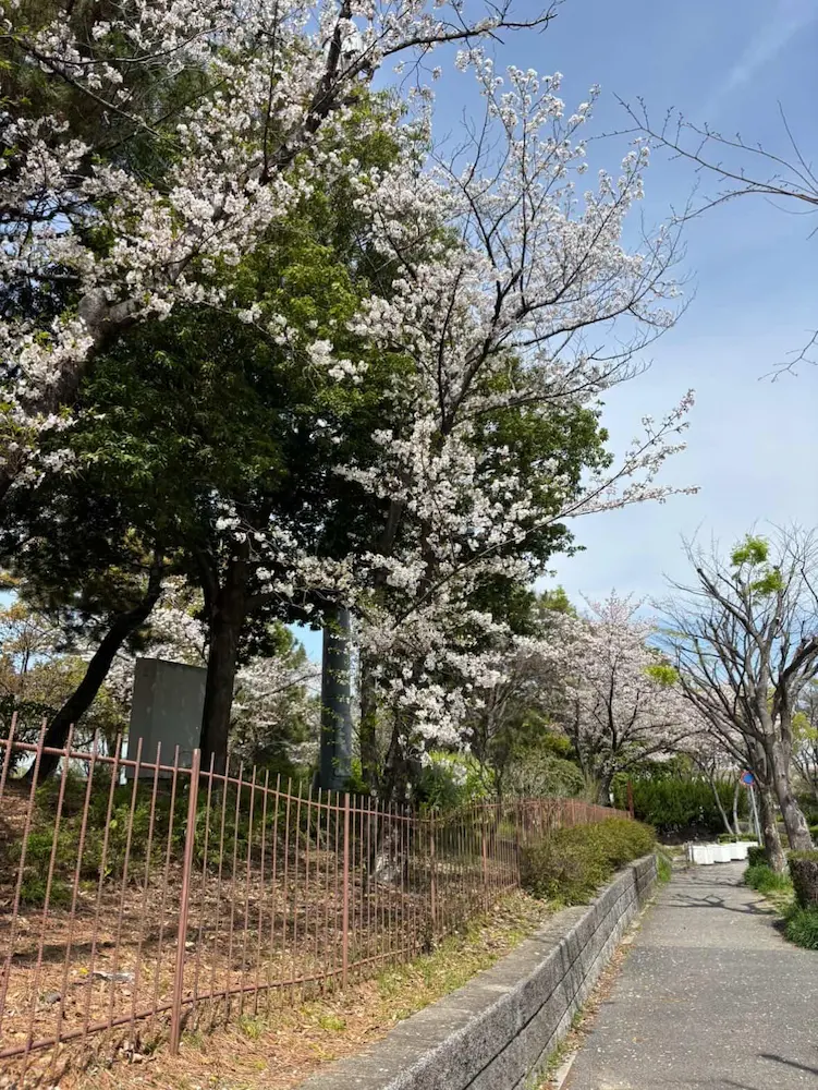 西猪名公園の桜のアップ