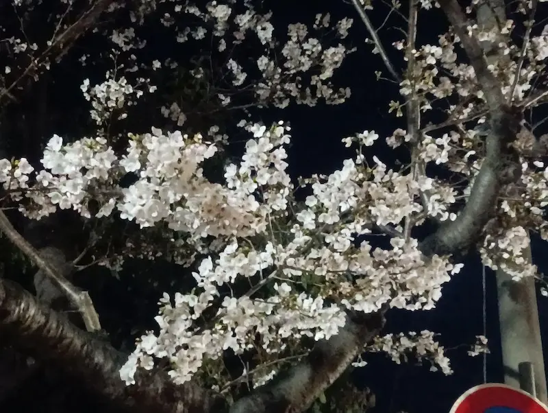 主基公園のライトアップされた夜桜