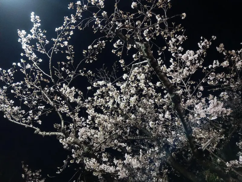 主基公園の夜桜のアップ