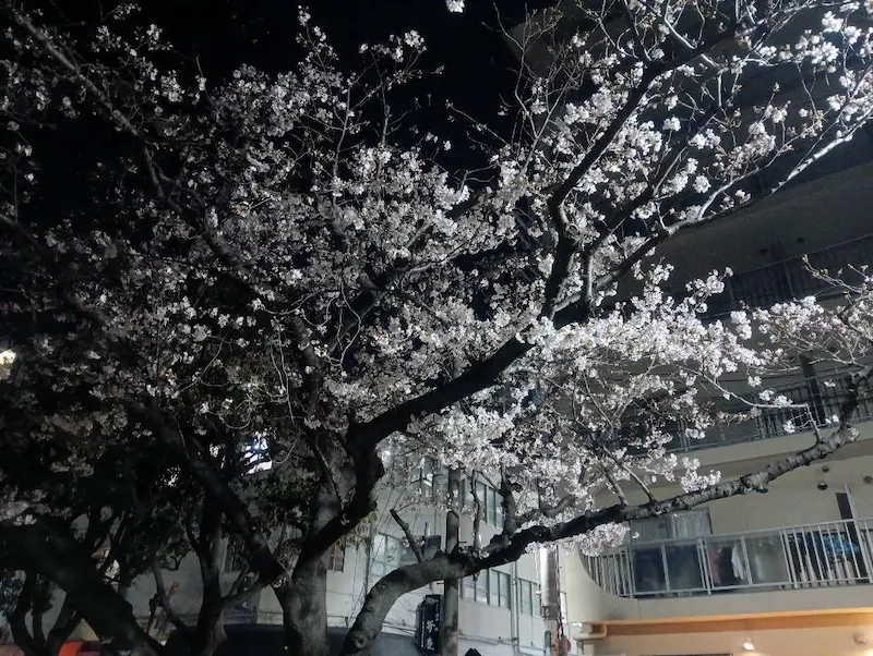 主基公園の夜桜