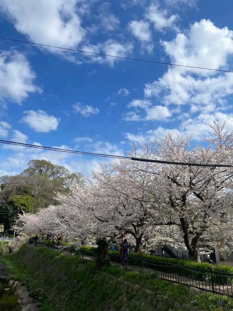 大堀川花の道公園の桜