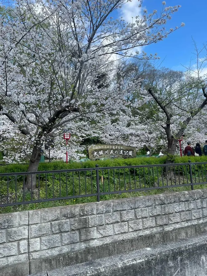 大堀川沿いの桜並木